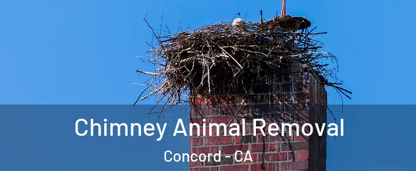  Chimney Animal Removal Concord - CA