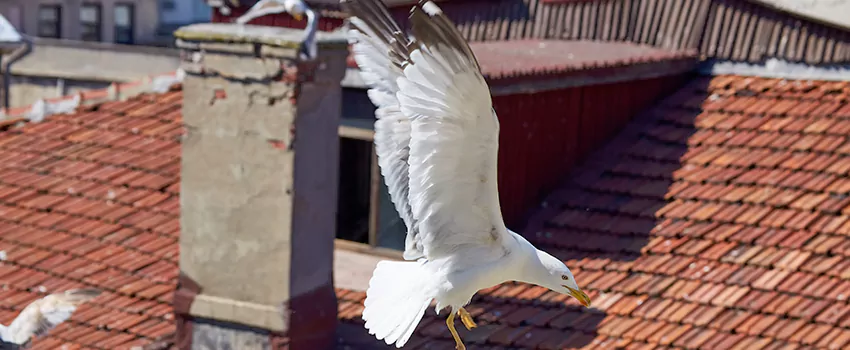 Residential Chimney Animal Removal Solution in Concord, CA
